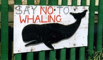 no whaling
